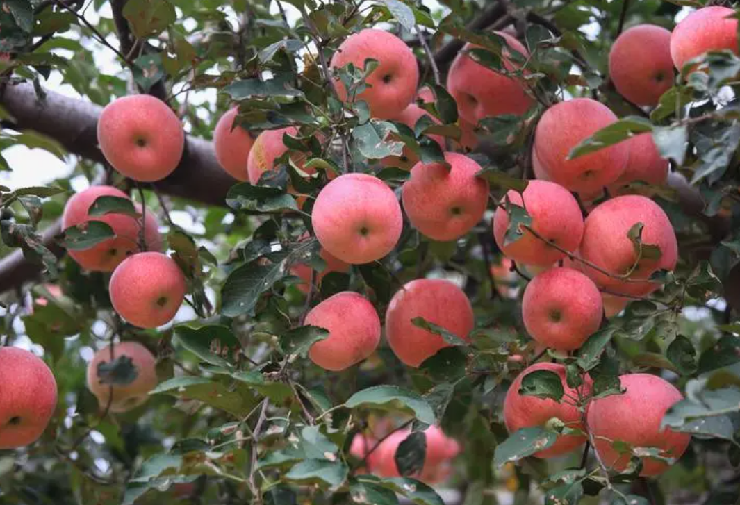 内丘富岗苹果:邢台特产,口感脆甜,艺术品般的精致