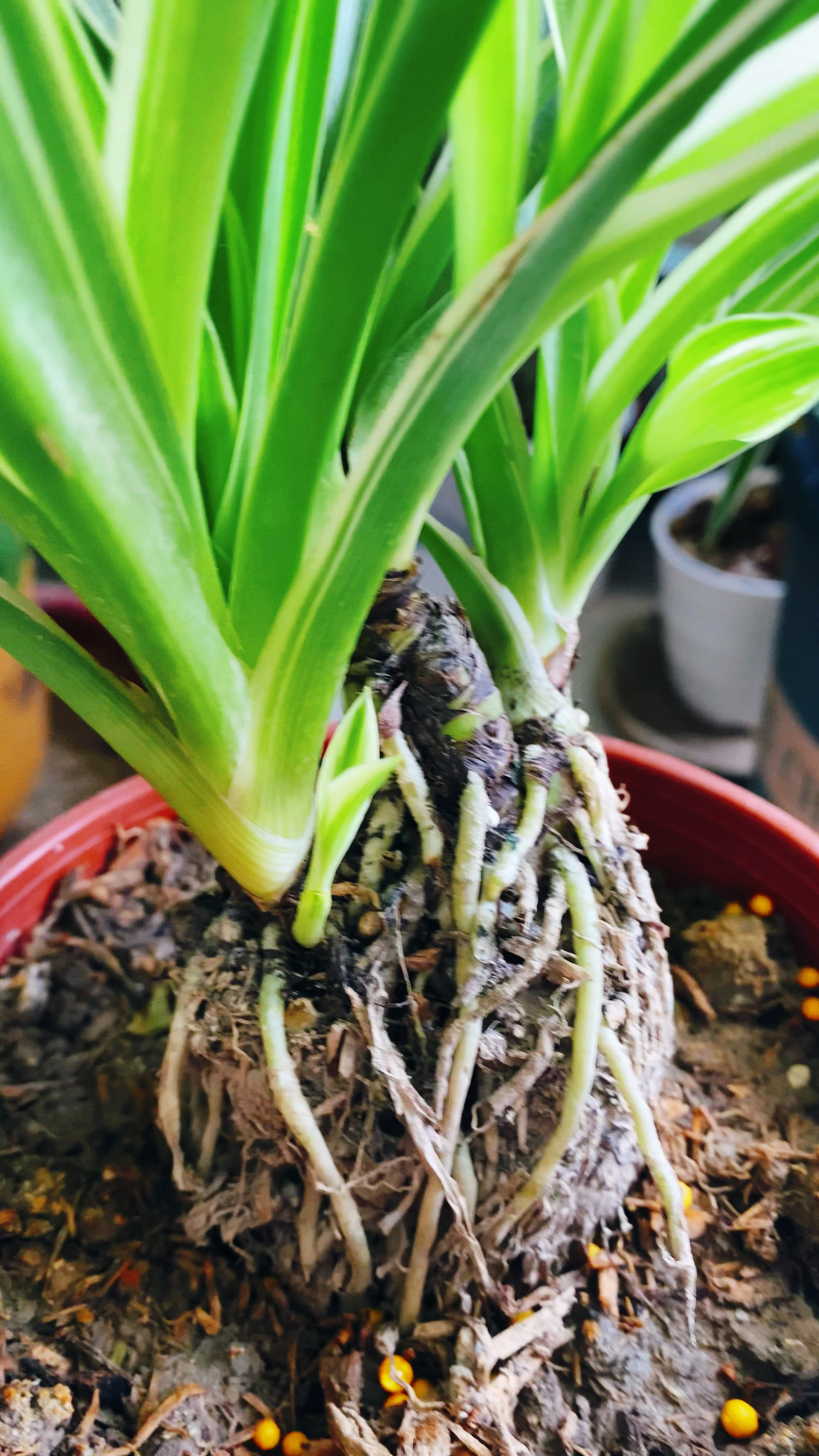 提根吊兰做好这些养护新叶不断冒生长旺盛