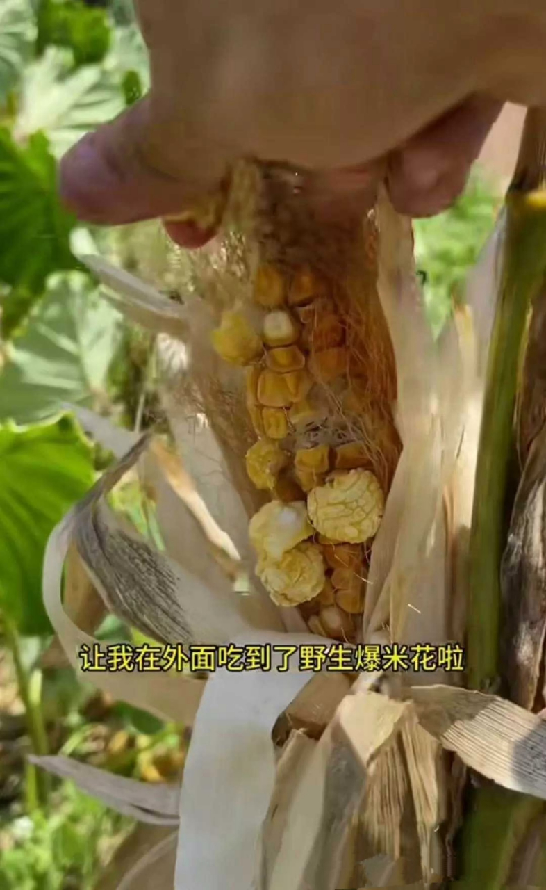 天气太热了,直接吃上爆米花