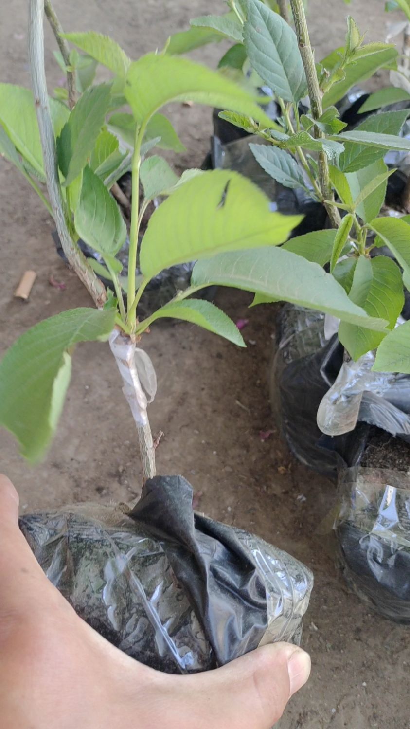 带营养杯吉塞拉矮化樱桃苗,随时移栽,成活率高!齐早,鲁樱,辉煌等品种!