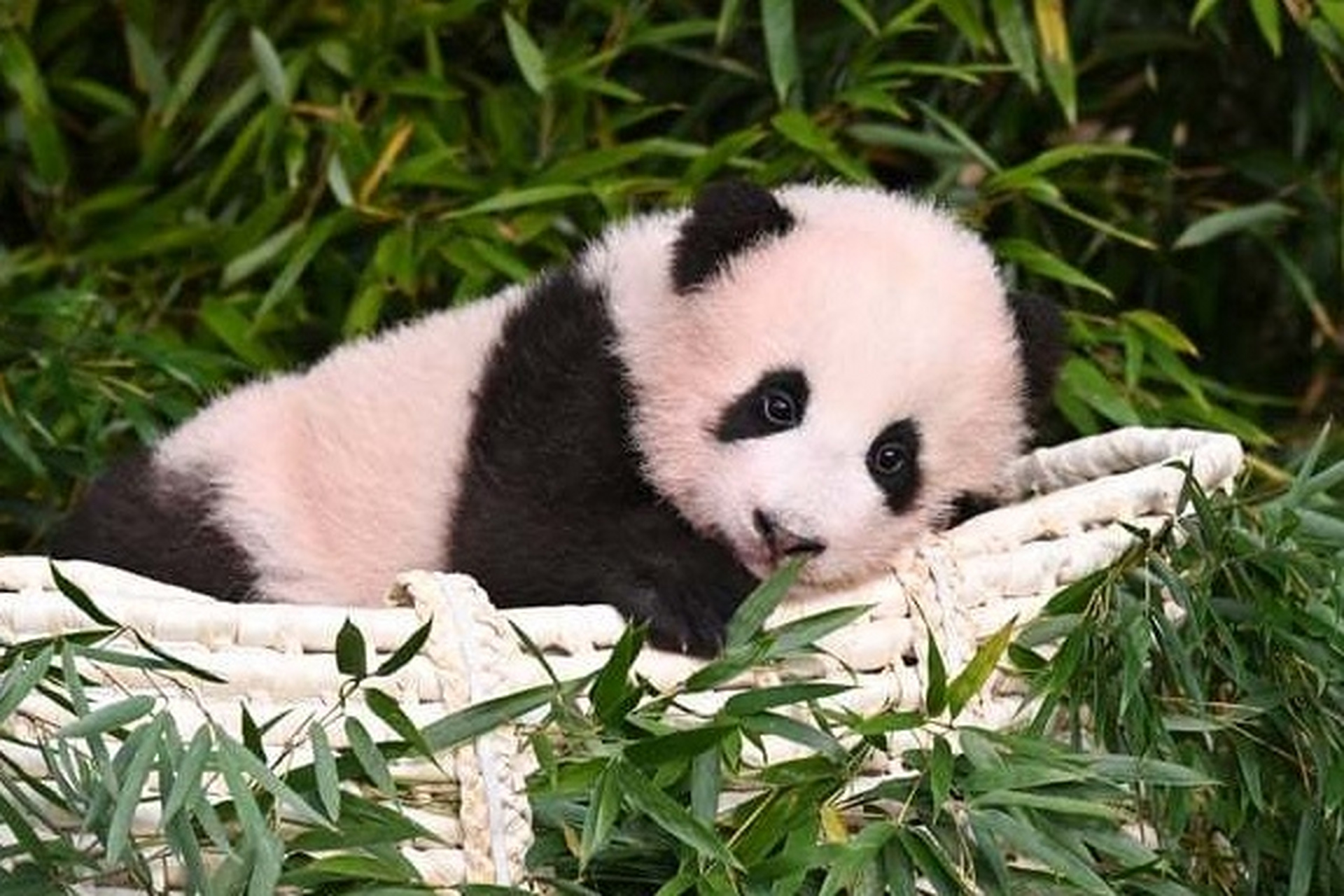 大熊猫# 一组大熊猫福宝的幼年照,是个粉嘟嘟的小家伙啊!