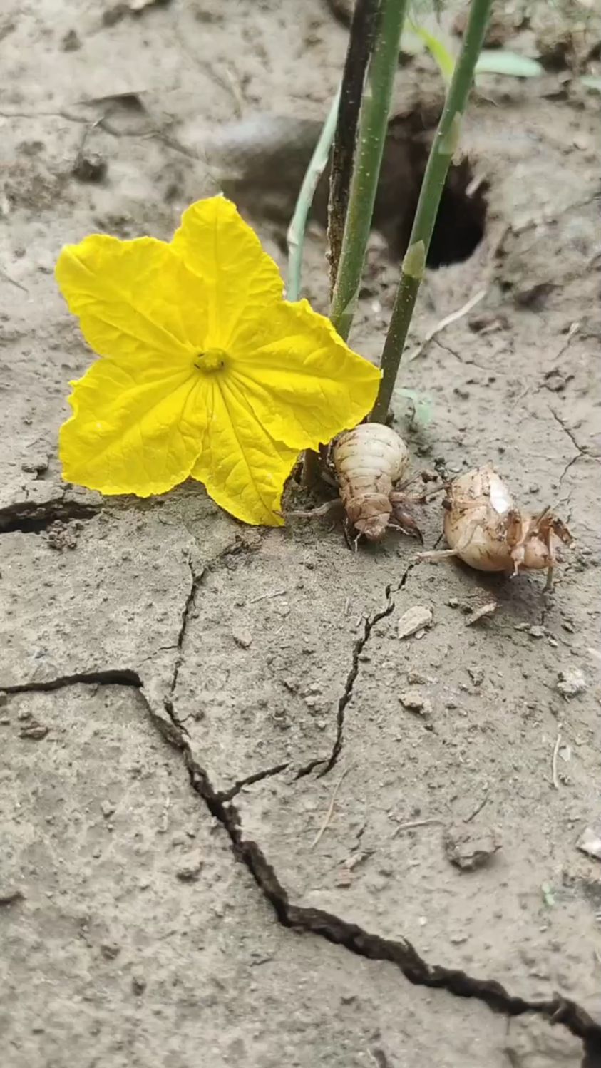 知了幼虫种植图片