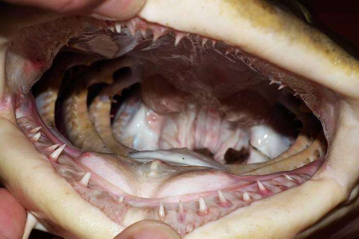 曾多次攻击人类,可以长到200多斤的巨魾,在我国却成了保护动物