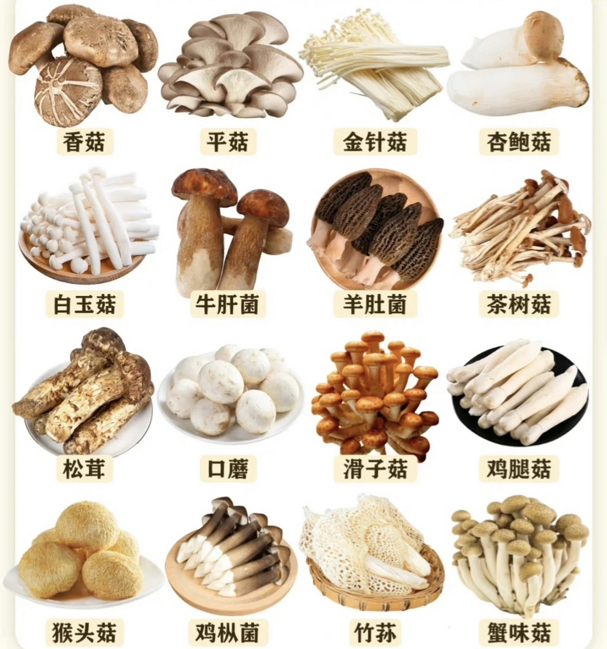 食用菌菇的名称和图片图片