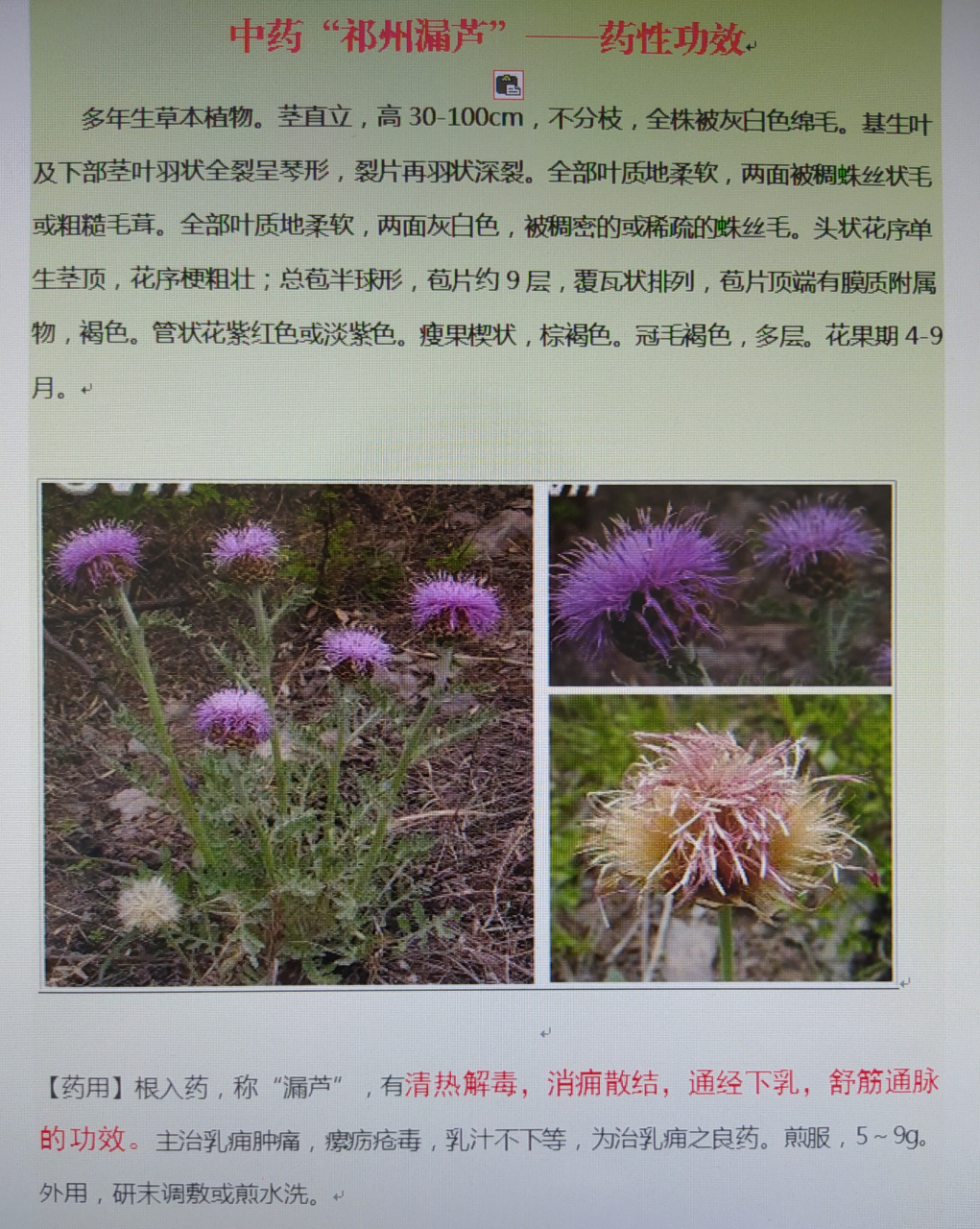 中药"祁州漏芦"一一药性功效