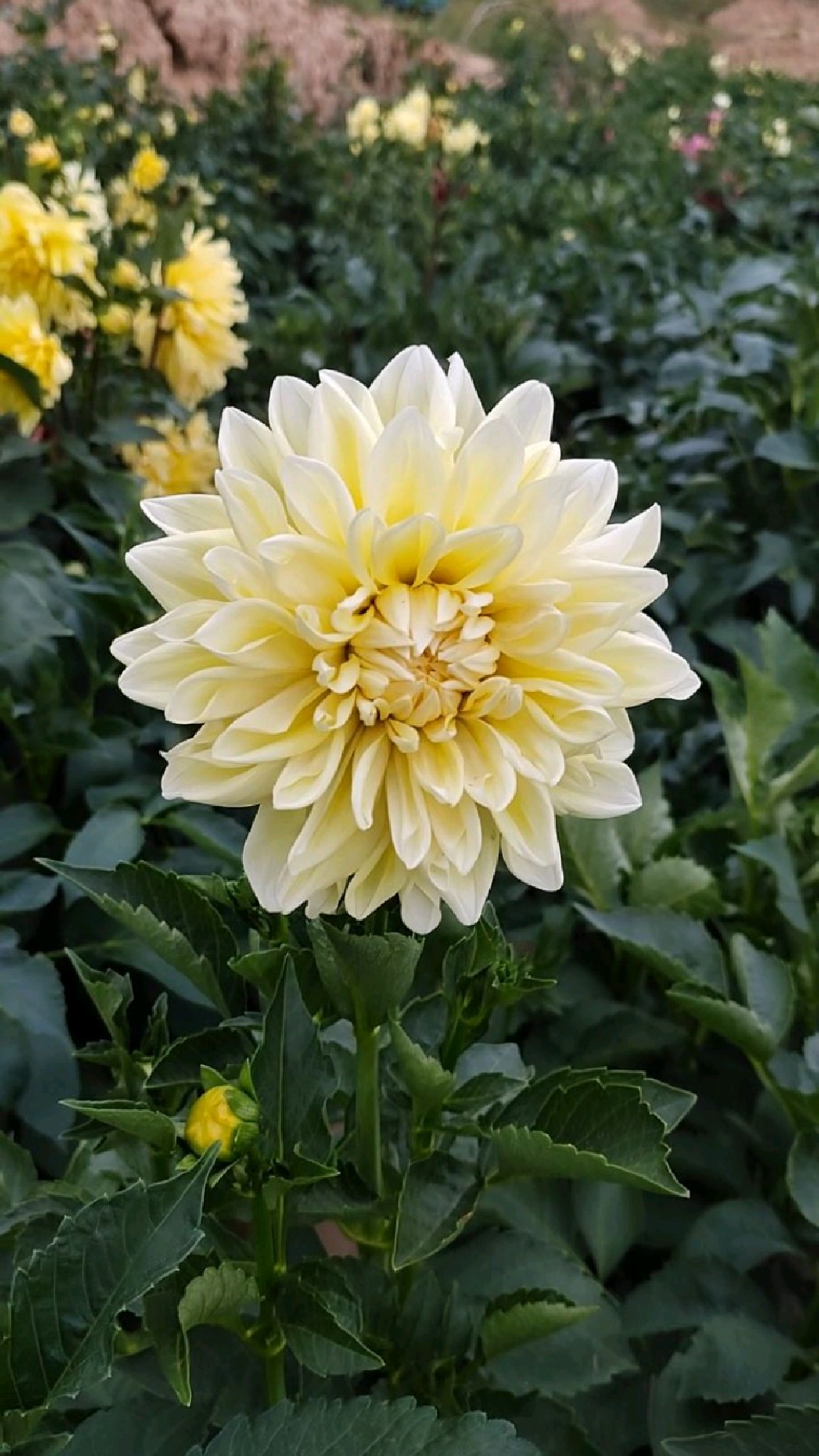 临洮平哥大丽花花期到来了各个品种互相争艳你喜欢吗