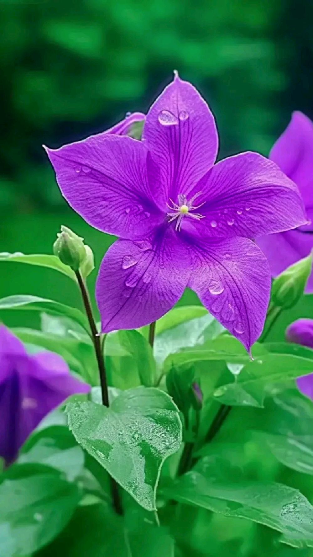 化痰止咳平喘的桔梗花