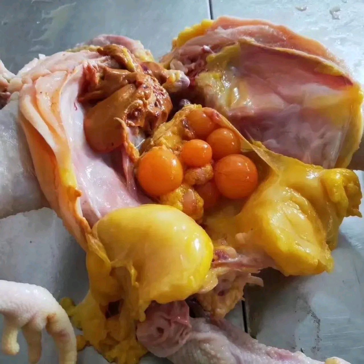 二姑帮忙在农村卖的土鸡,一共5斤重结果宰杀好以后,发现鸡肉里面油