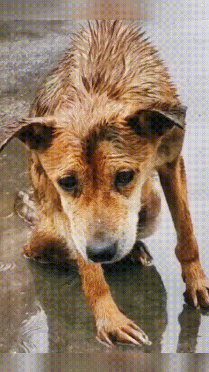 一只狗淋雨的伤感图片图片