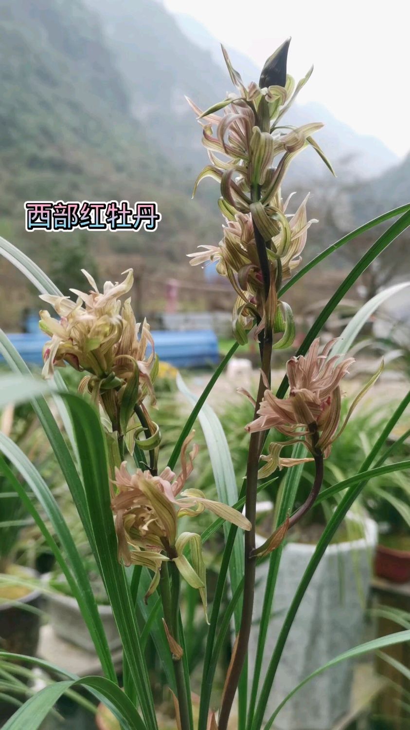 春剑稀品奇花名品西部红牡丹!盛开在年关