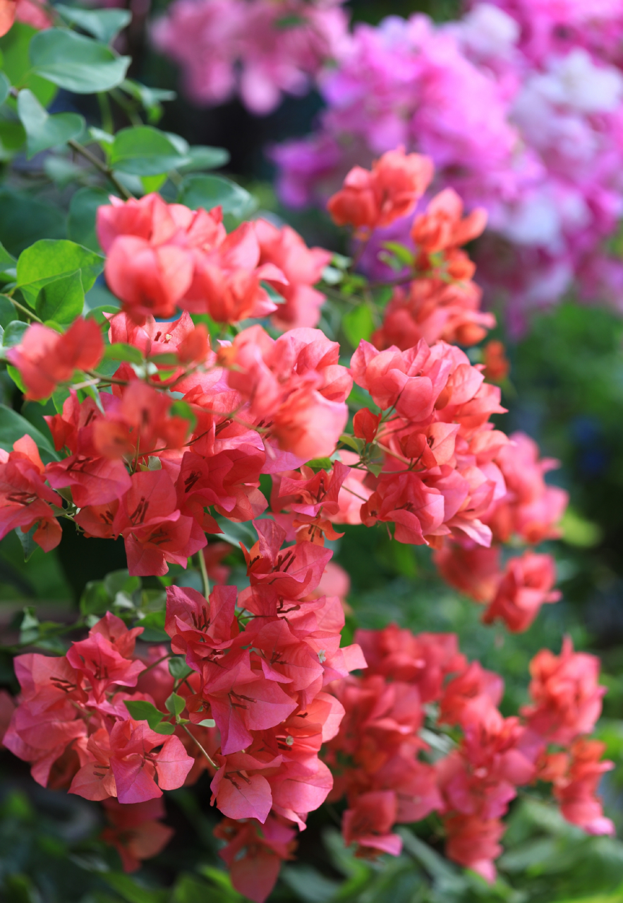 早鲜花,三角梅绿叶橙