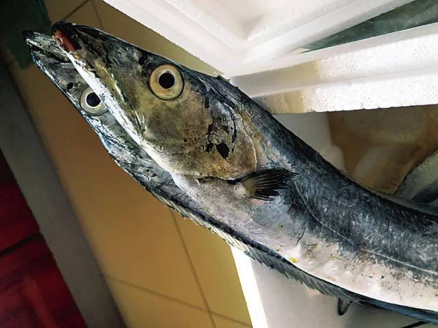 "渤海刀"是啥"刀"?大连人都说是好"刀"!