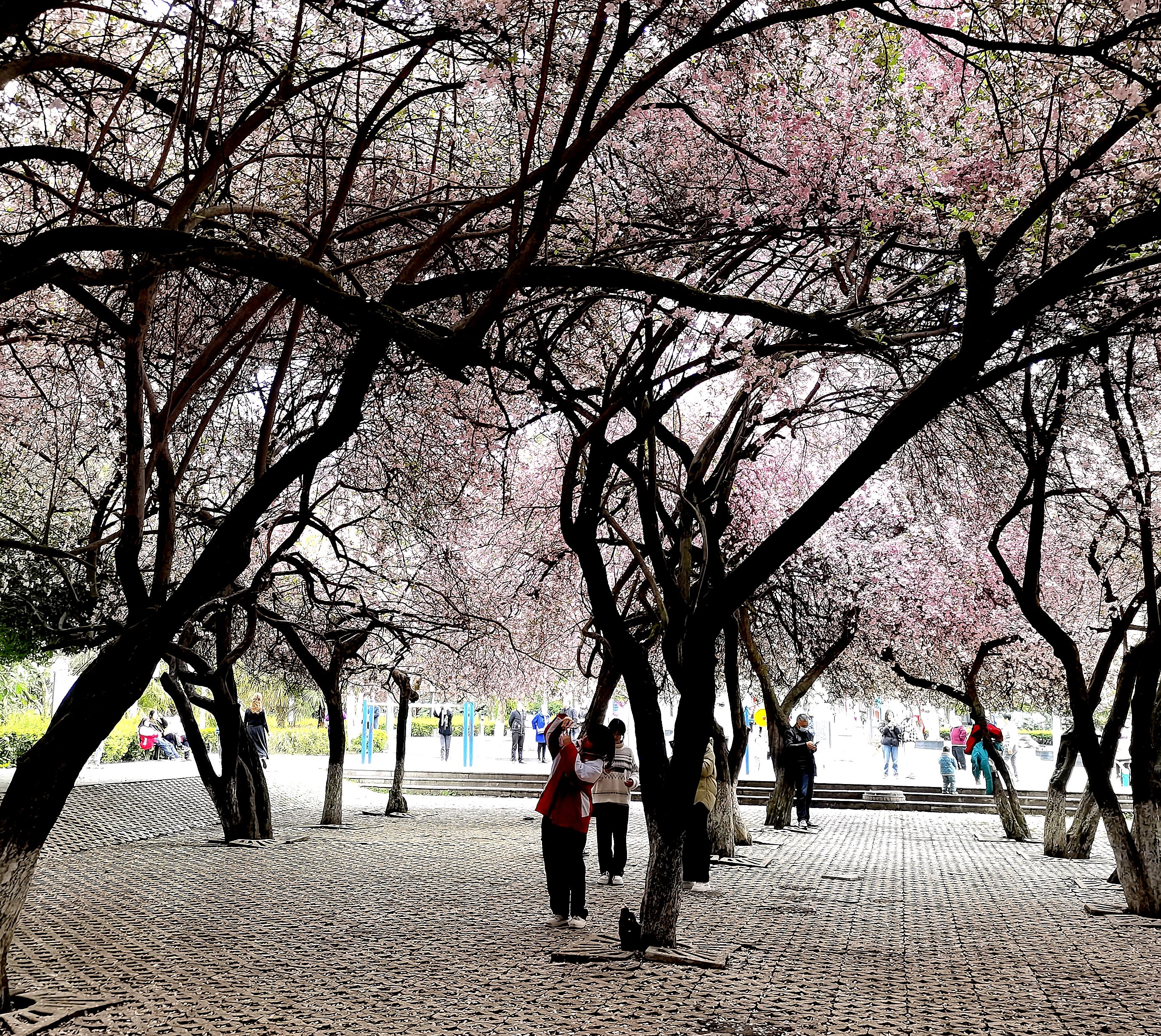 毕节市人民公园图片