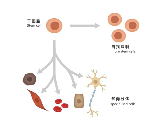 李非博士干细胞虚假图片