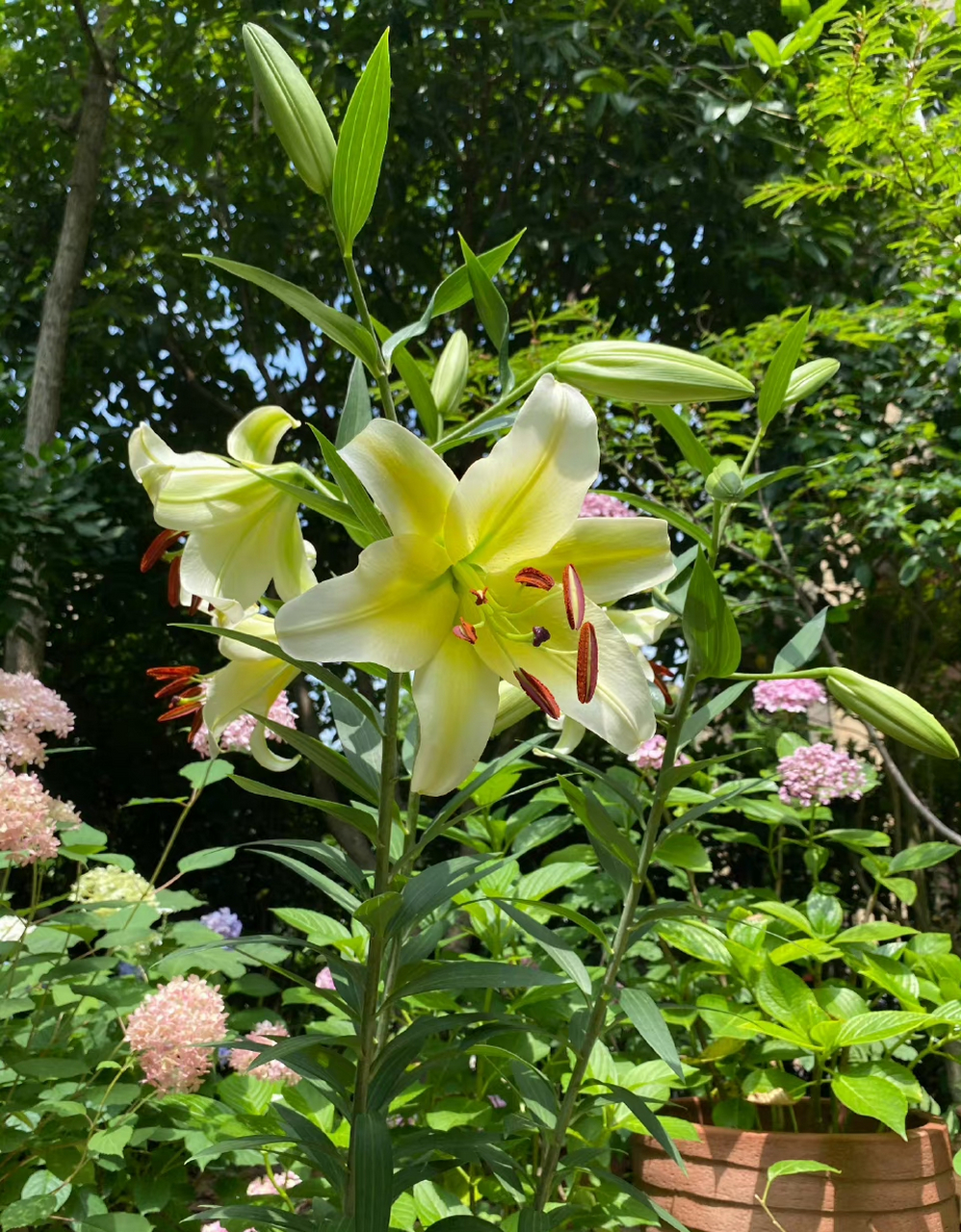 木门百合,香气馥郁. 傍晚下大雨,幸亏去店里前把它搬到廊檐下了.