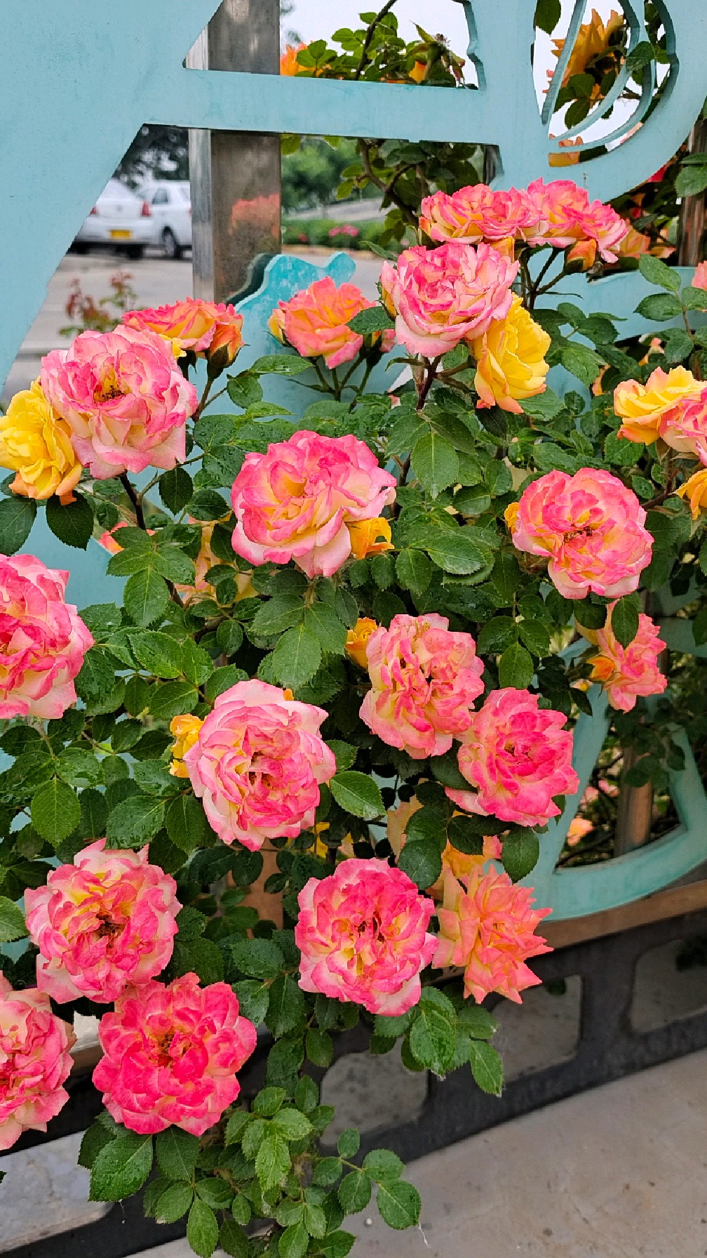 丰花月季——花多又好养,一年四季都开花,花的世界很美,带您一起去