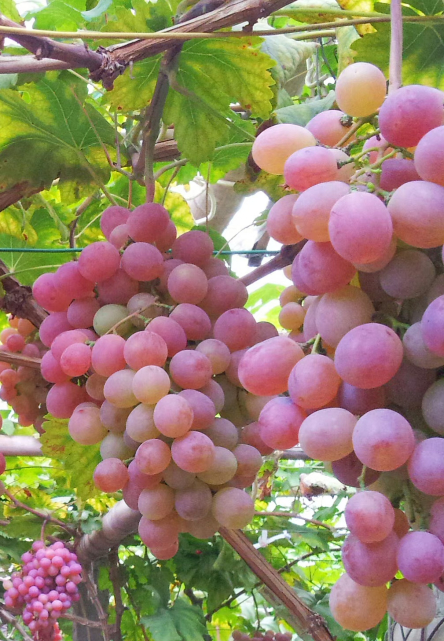 红提,又名:红地球,晚红,葡萄科葡萄属植物.