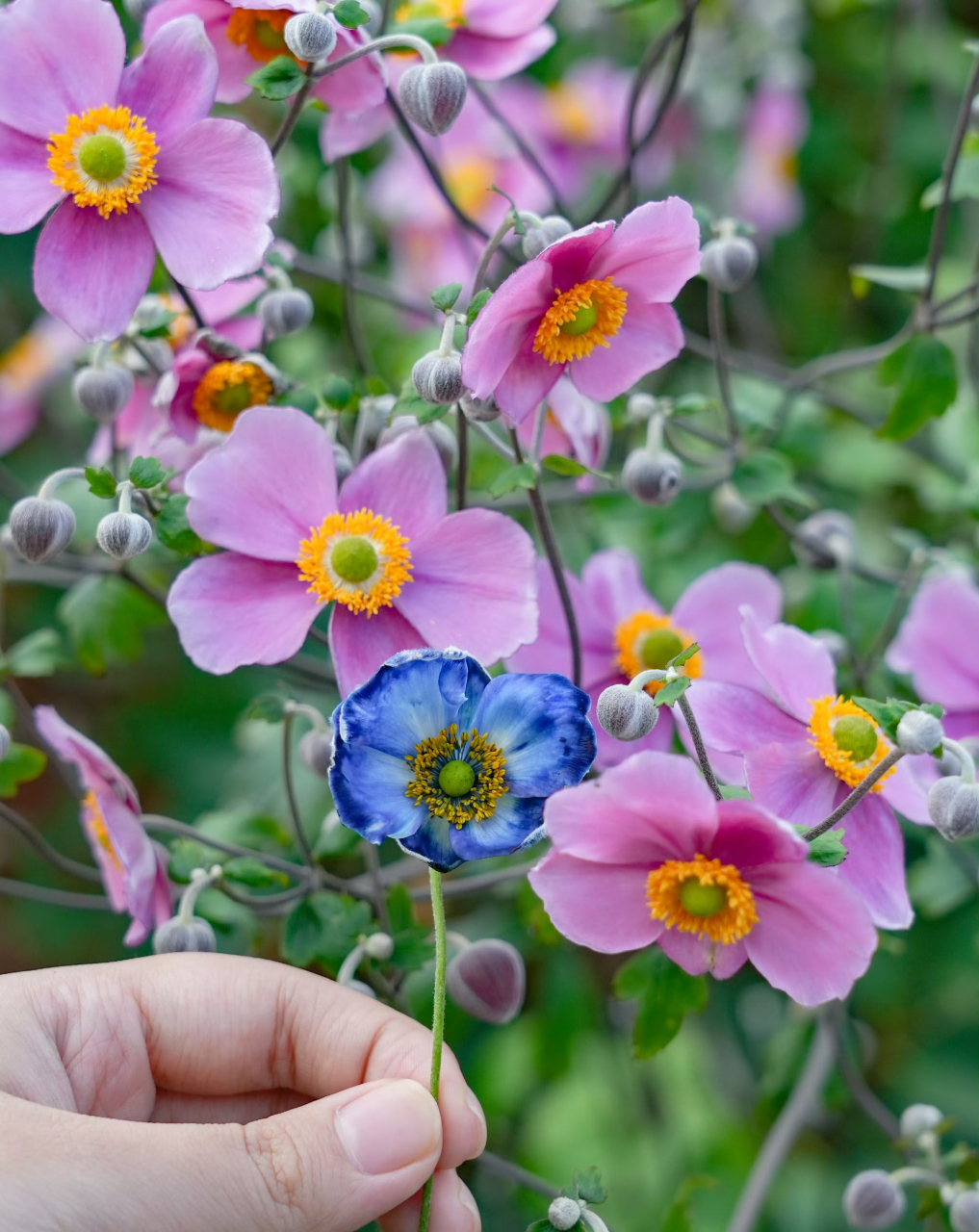 一朵蓝色月季的诞生 这大概是全网第一朵蓝色的直立冰山吧,之前一直
