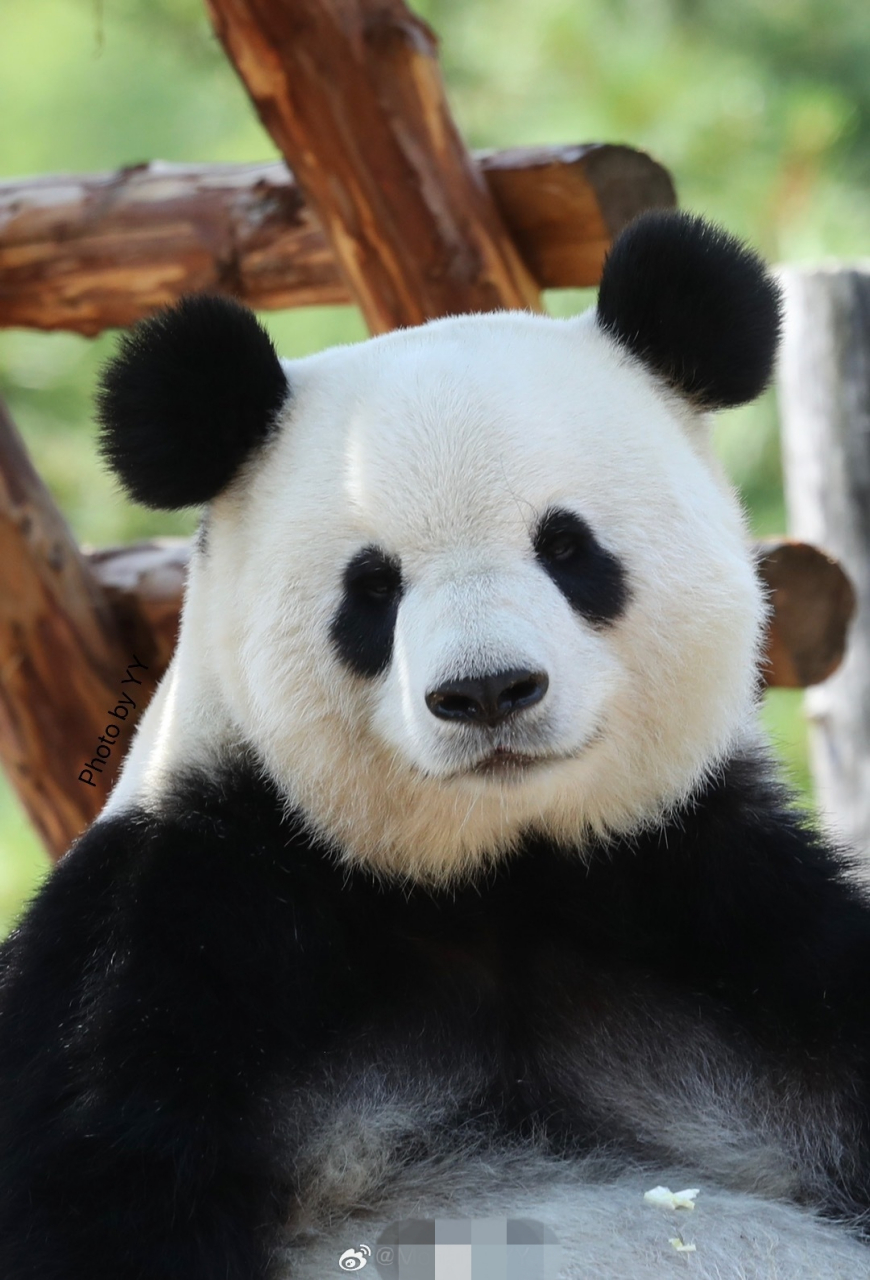 大熊猫壁纸手机图片