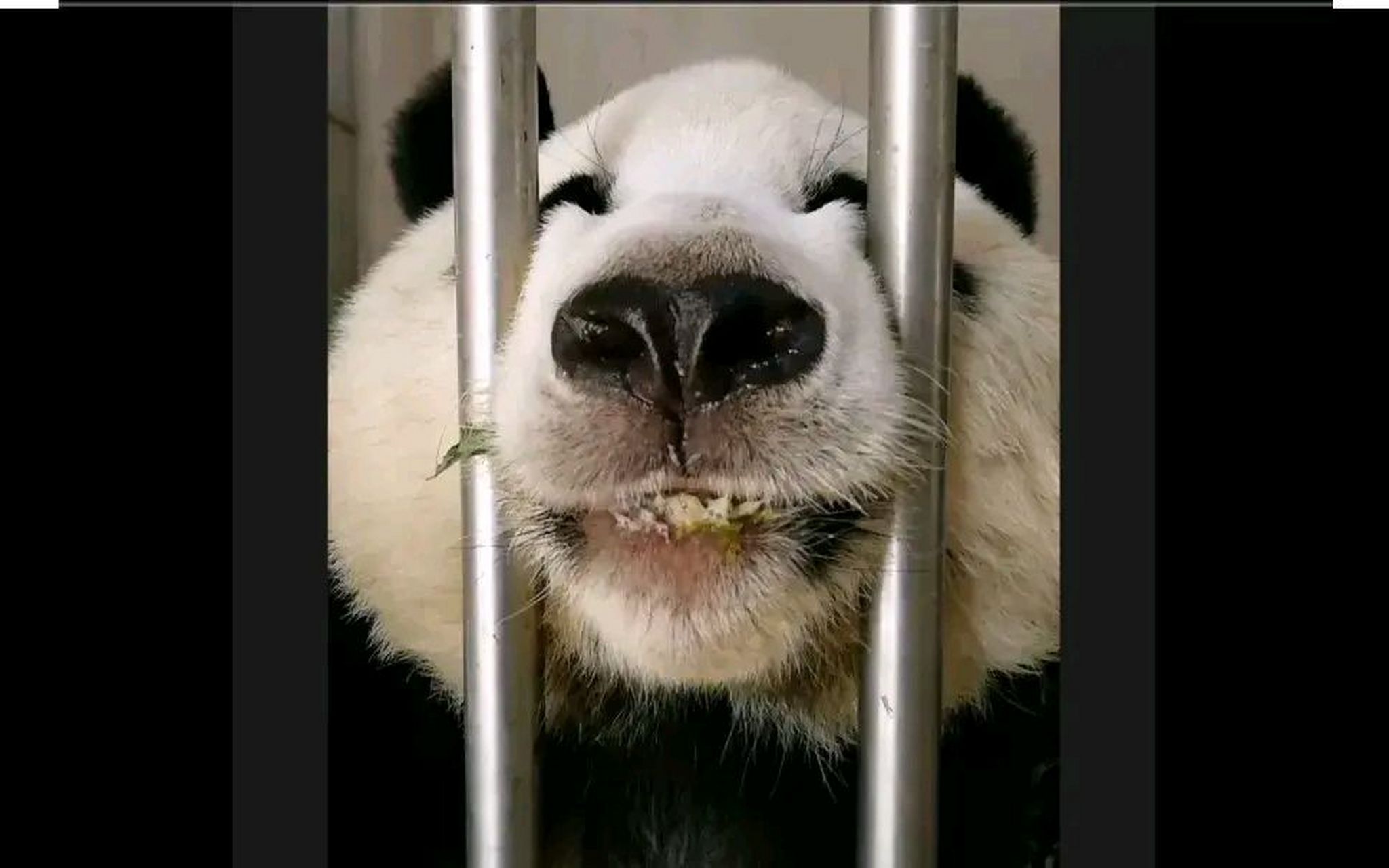 大熊猫# 大熊猫们太可爱了,有一个叫闽闽的熊猫,不知道是飞云的妹妹