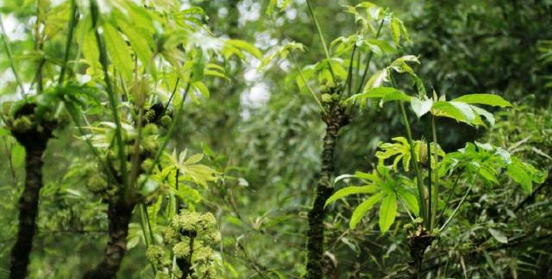 《食疗本草》雀不踏