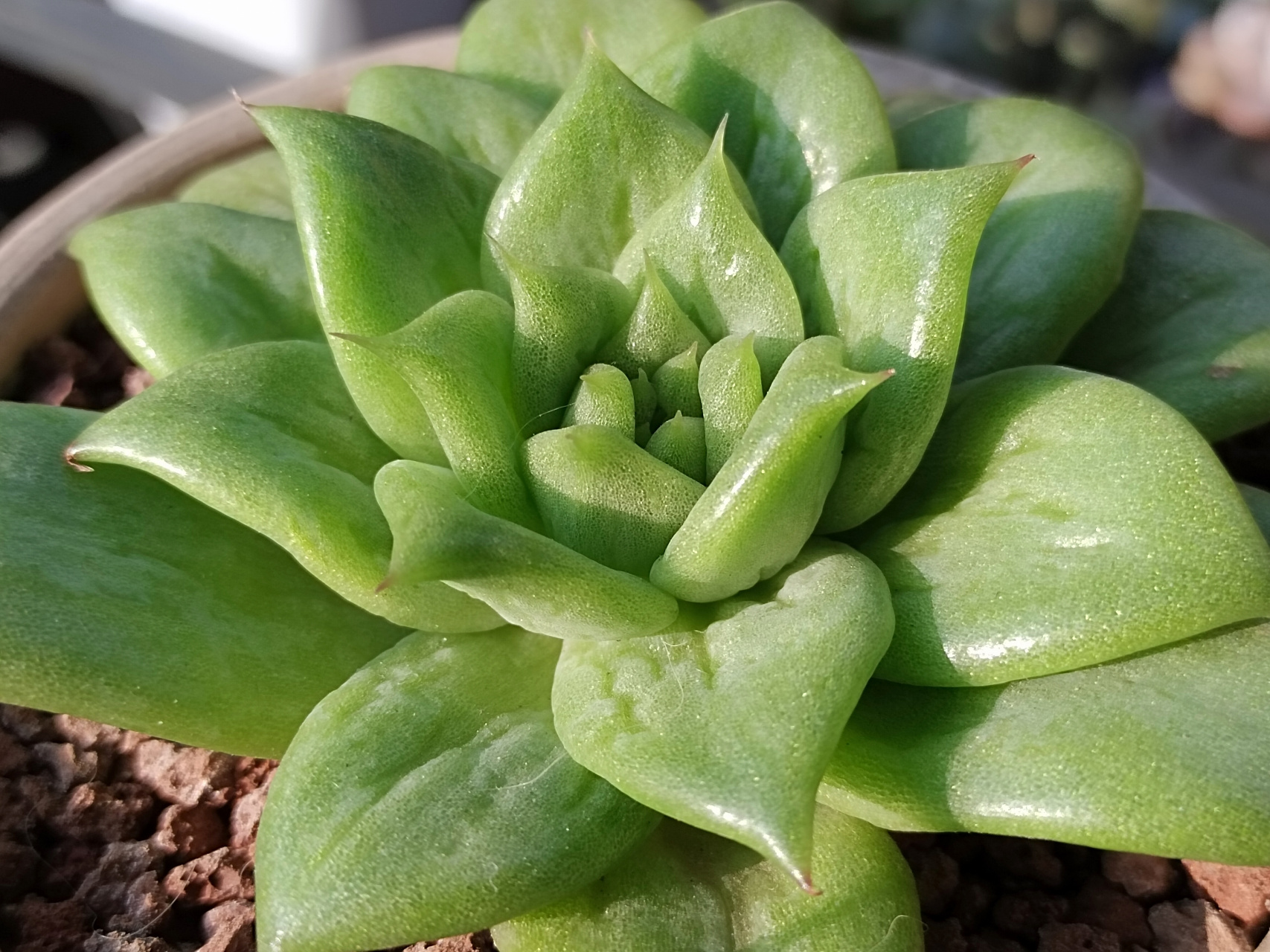 绿色的林肯玛丽亚,挺好看的,最近又买了一棵蔷薇玛丽亚#多肉植物