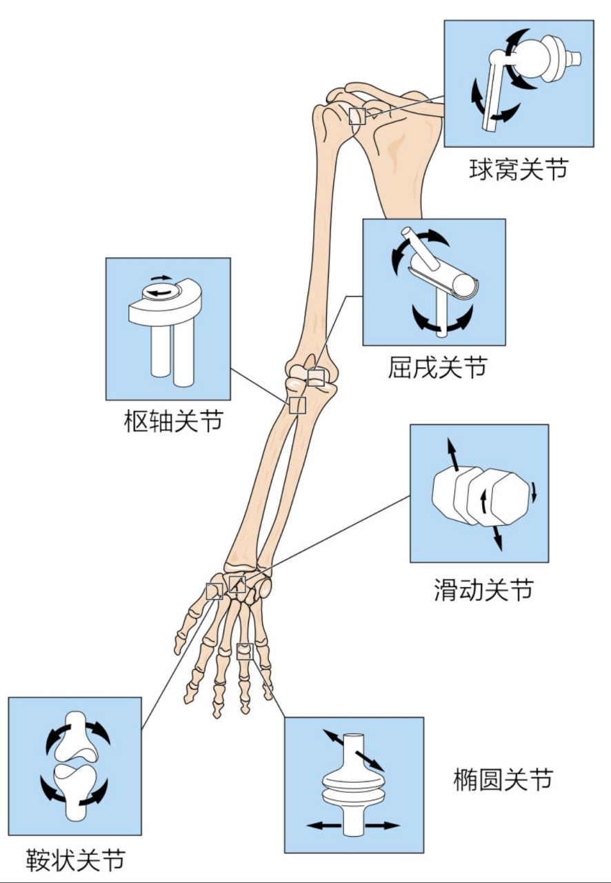 全身关节名称示意图图片