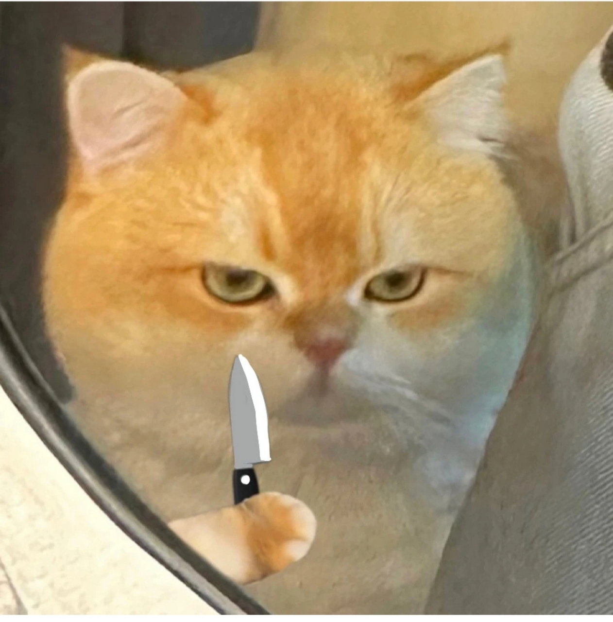 猫拿着刀的表情包图片
