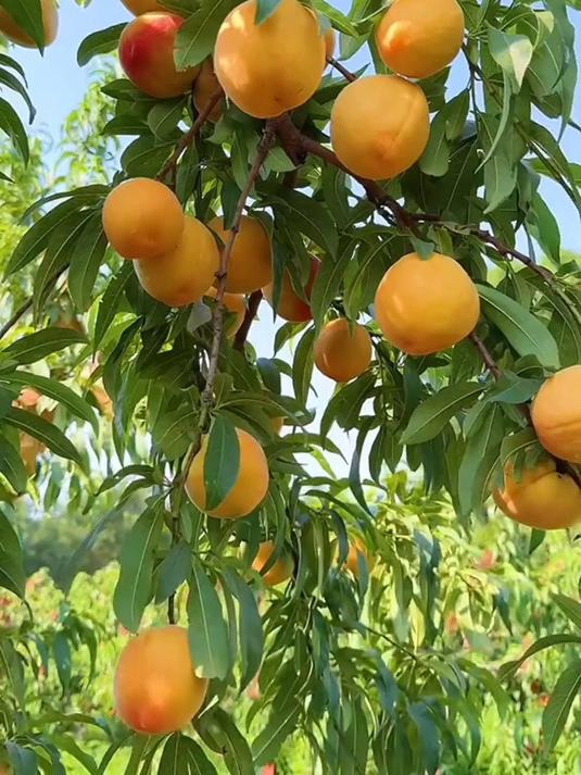 想尝尝脆甜离核的黄金蜜桃吗?快来种黄金蜜桃树苗吧!