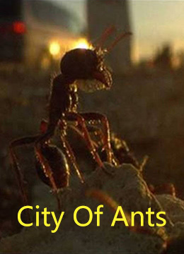 蚂蚁之城