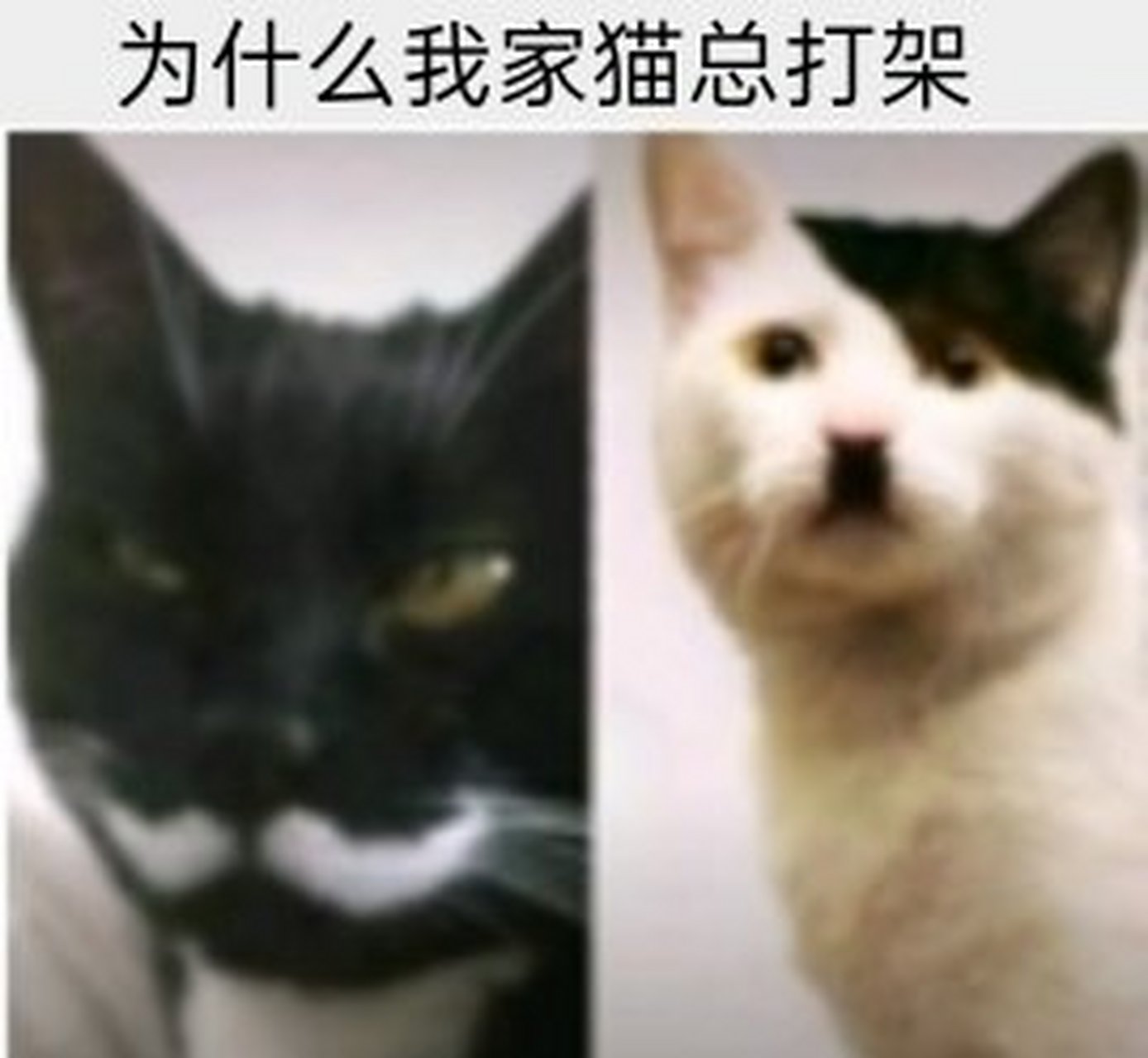 为什么我家猫总打架[二哈]