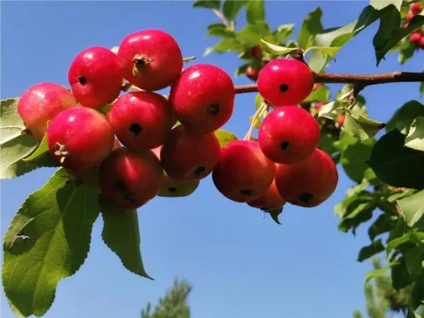 山里红色泽红润,甜酸适中,味美可口,有较高的营养和医疗价值,具有降