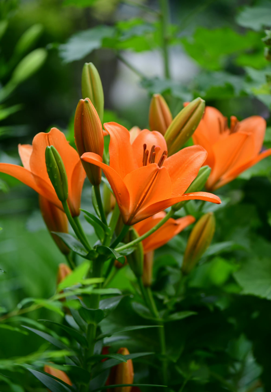 百合 sunderland, 纯粹的爱马仕橙色~  橙色,就是花园里珠宝一样的