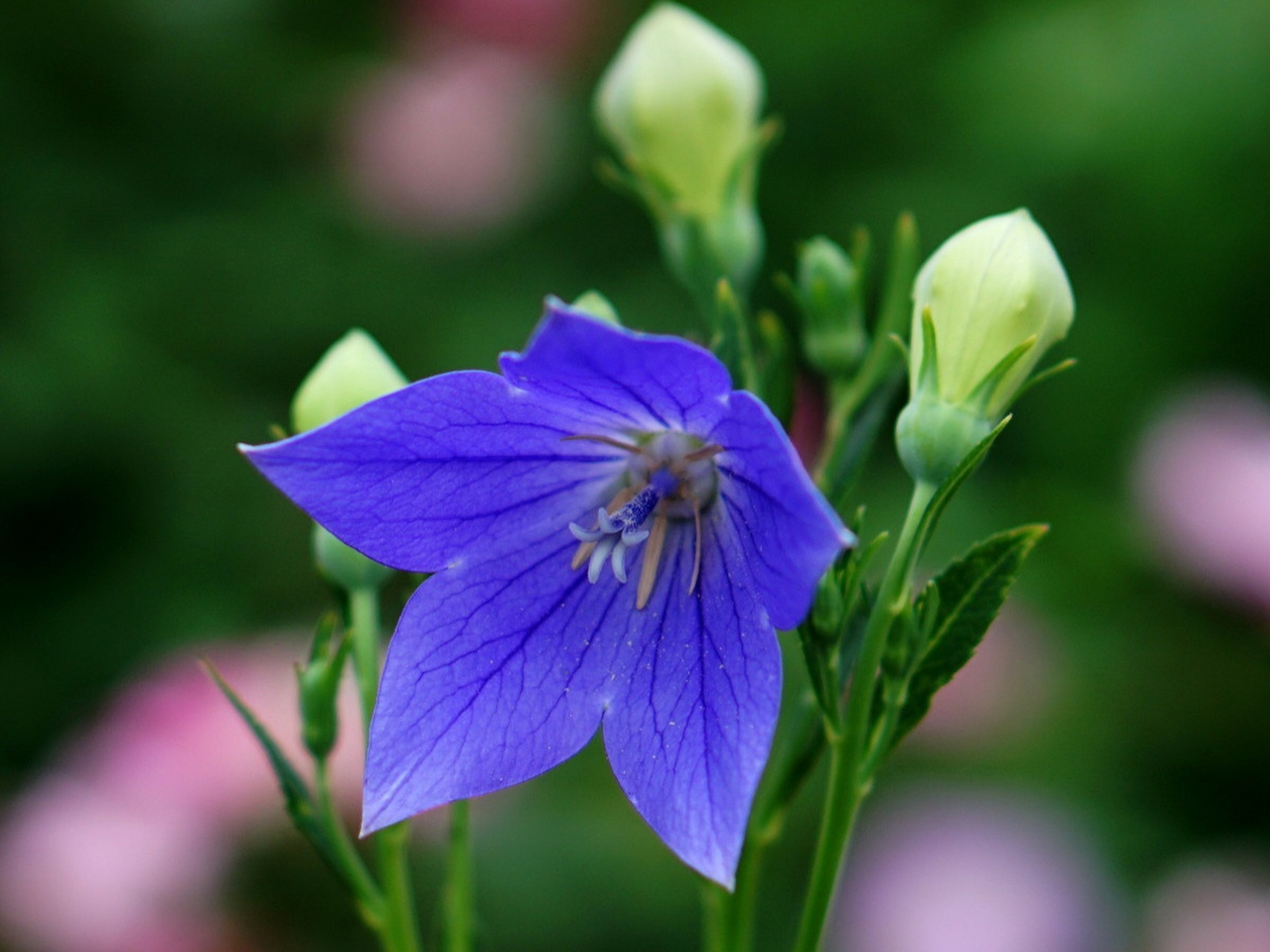 分享图片:公园里紫色或紫蓝色的桔梗,铃当花 ,花色清雅,美丽又可爱