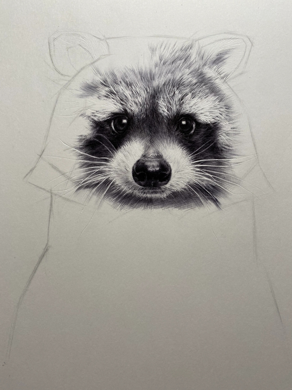 圆珠笔素描小浣熊步骤分享, 1,先用浅一点的碳笔(中碳或者硬碳)画出