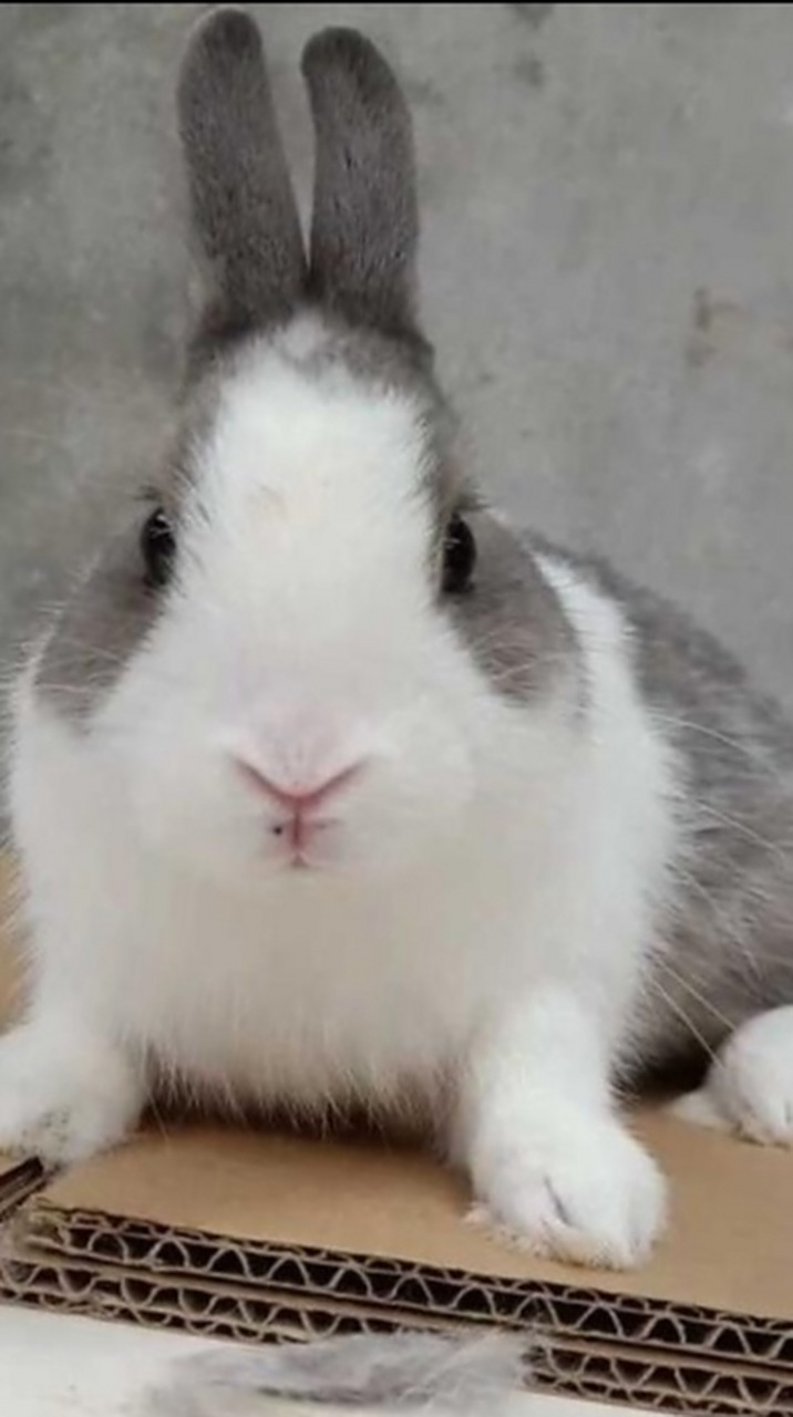 荷兰兔它的毛色分布十分独特,脸部有呈倒转v字的白色毛色,一直伸延到
