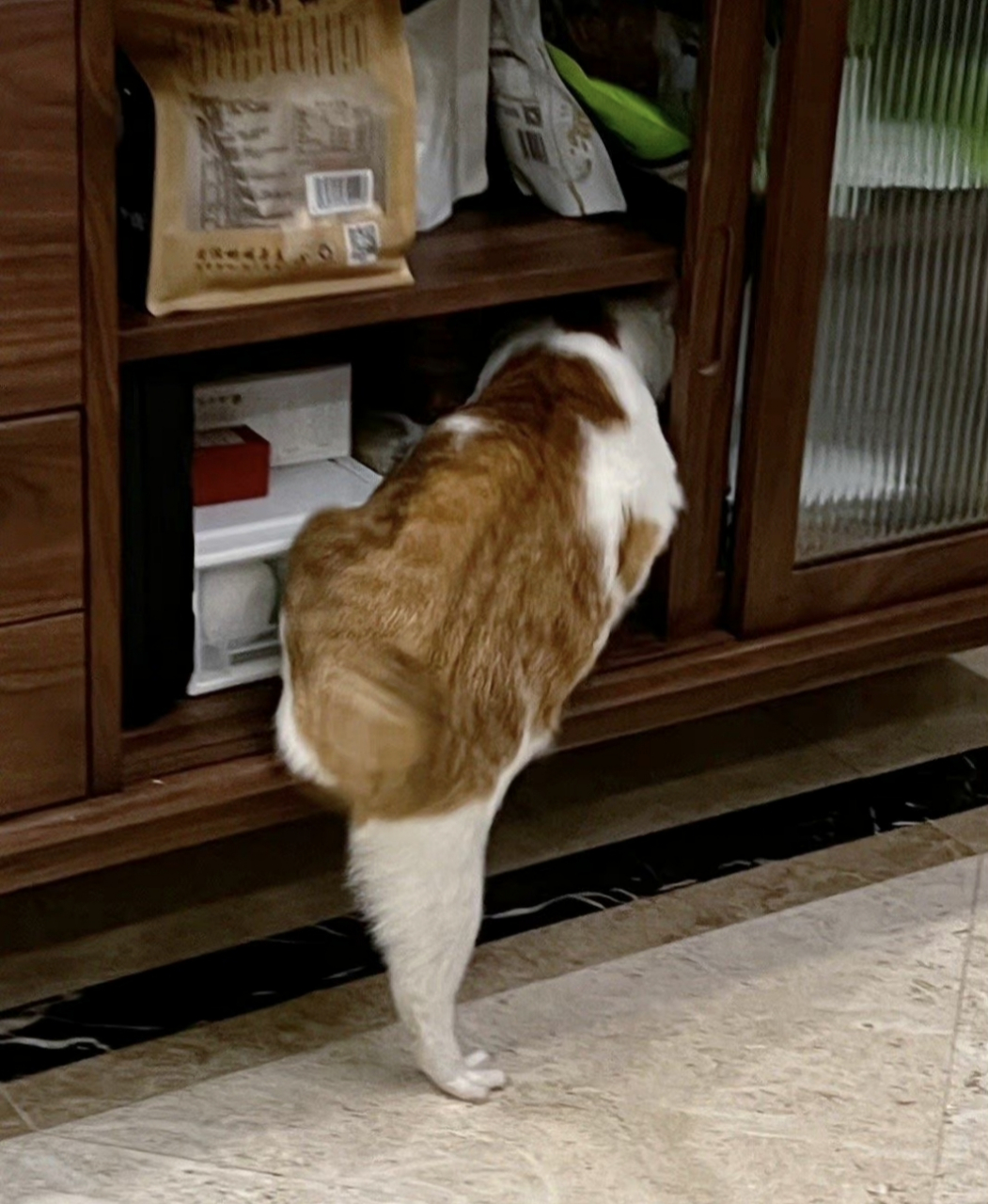 说这张照片是《背影》的给我站出来,这买橘子的背影逐渐清晰起来啦