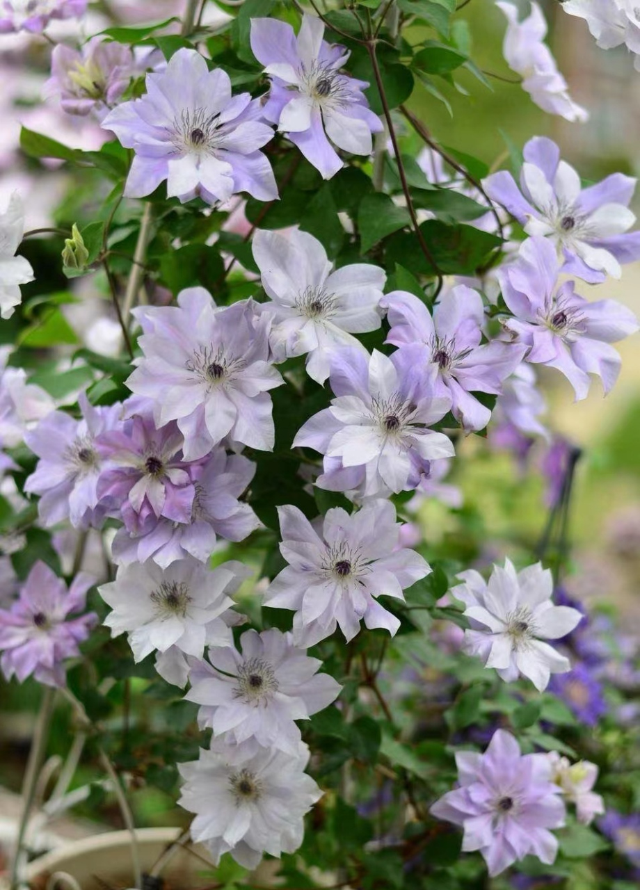 铁线莲"倒影",是铁线莲中的颜值霸主,它的美随便一拍就可以封神的存在