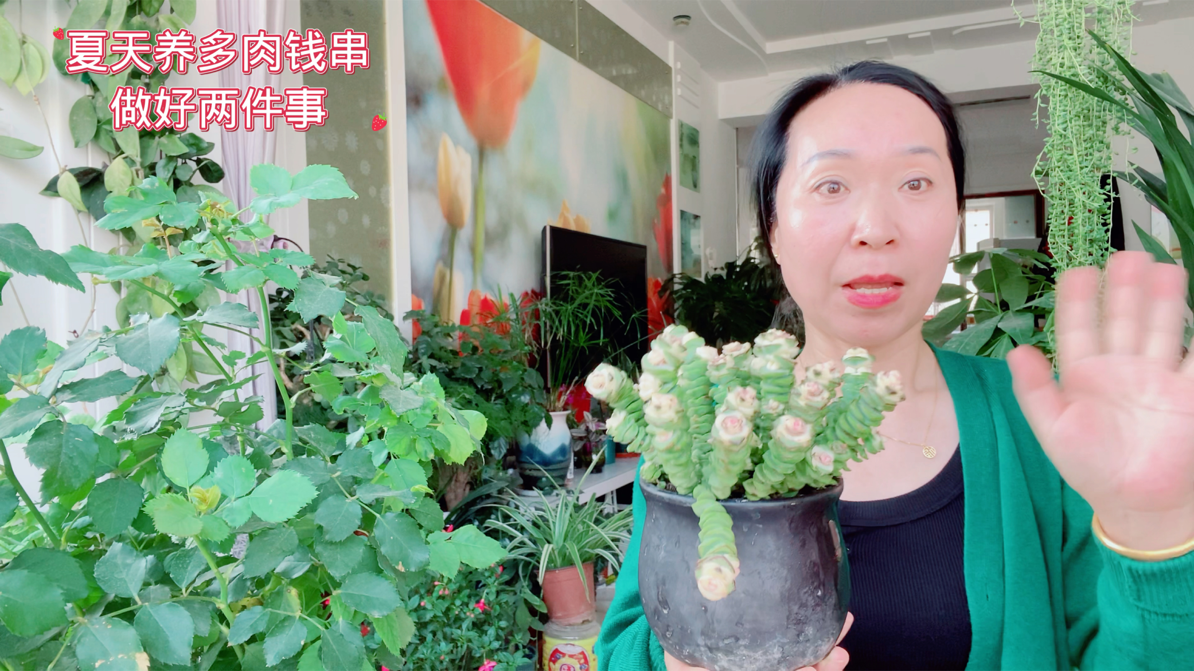 夏天养多肉钱串,做好两件事