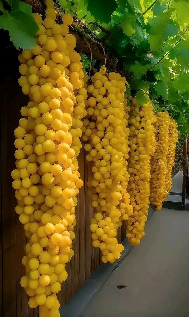 黄色的葡萄果实诱人食欲,果实饱满,葡萄的甜香气息在空气中弥漫,尝一