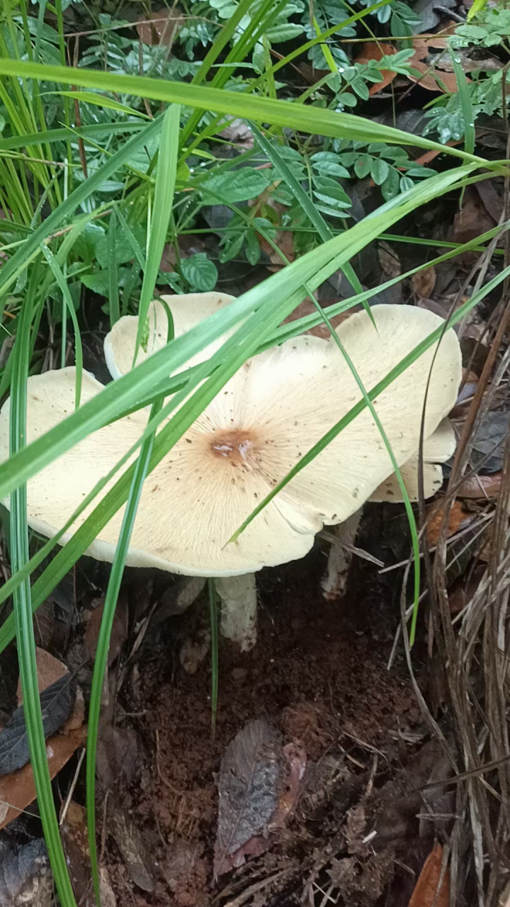 漂亮的母子白鸡枞菌
