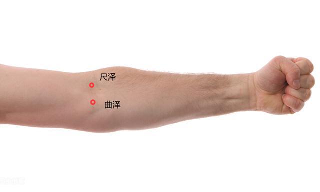 尺泽的准确位置图尺泽穴位的准确位置图尺泽的准确位置图片尺泽穴的