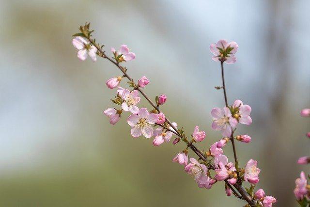 花丛称霸