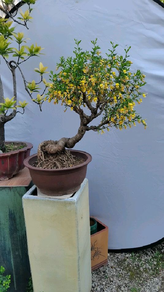 盆景四大家之金雀