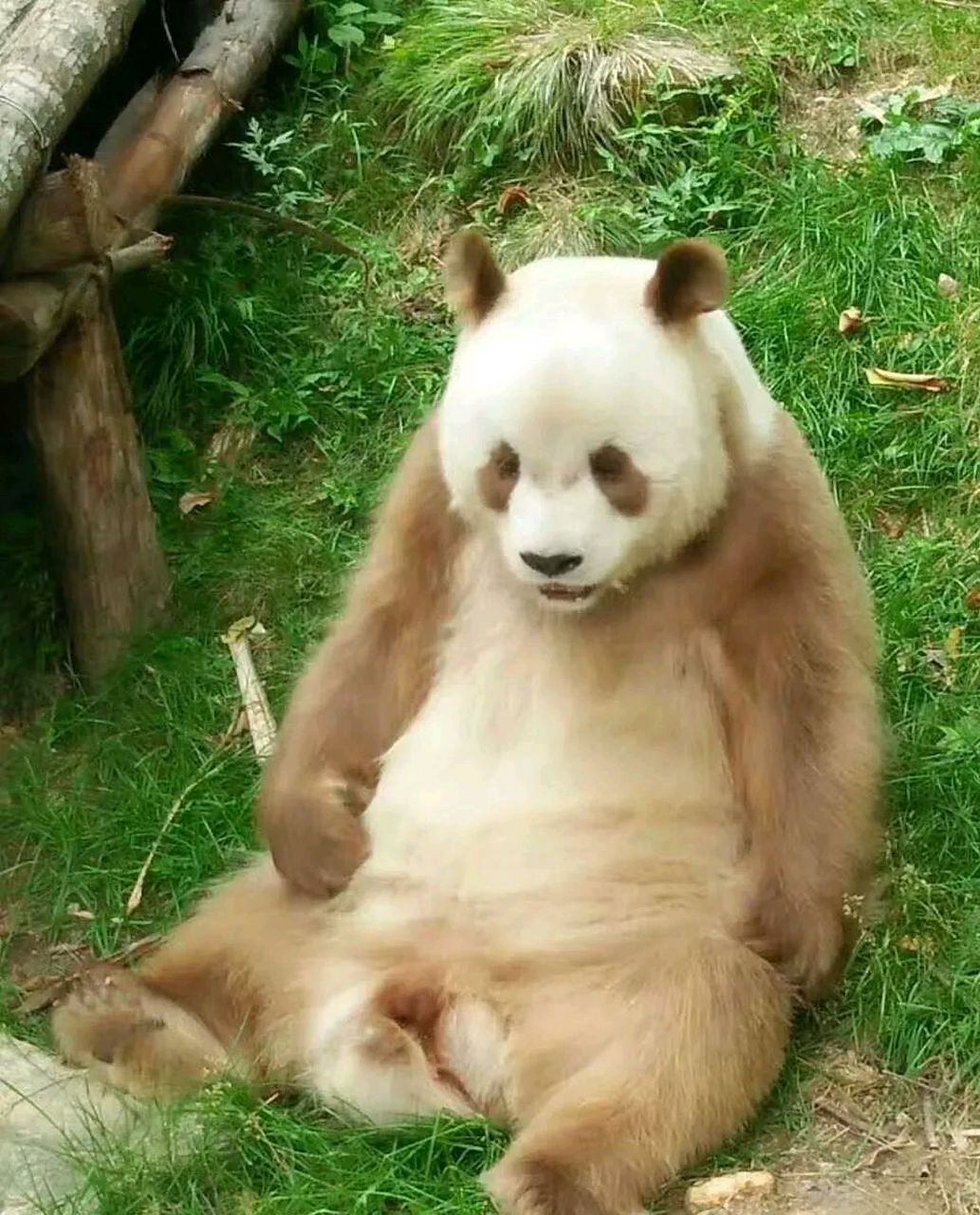 大家知道大熊猫七仔一天的伙食量有多少吗,不看不知道,一看吓一跳.