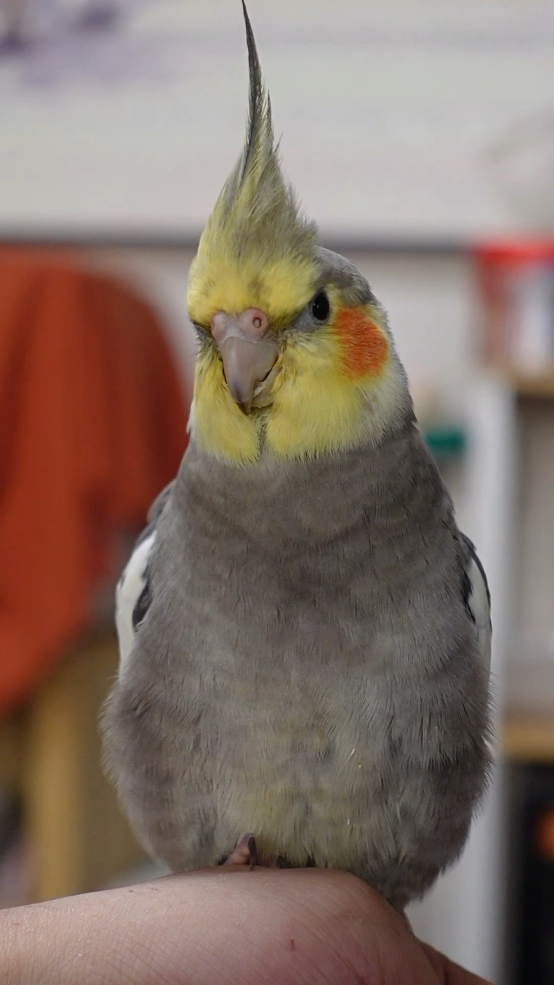 玄凤鹦鹉日常花叫,还没学会吹一首歌,一直瞎叫