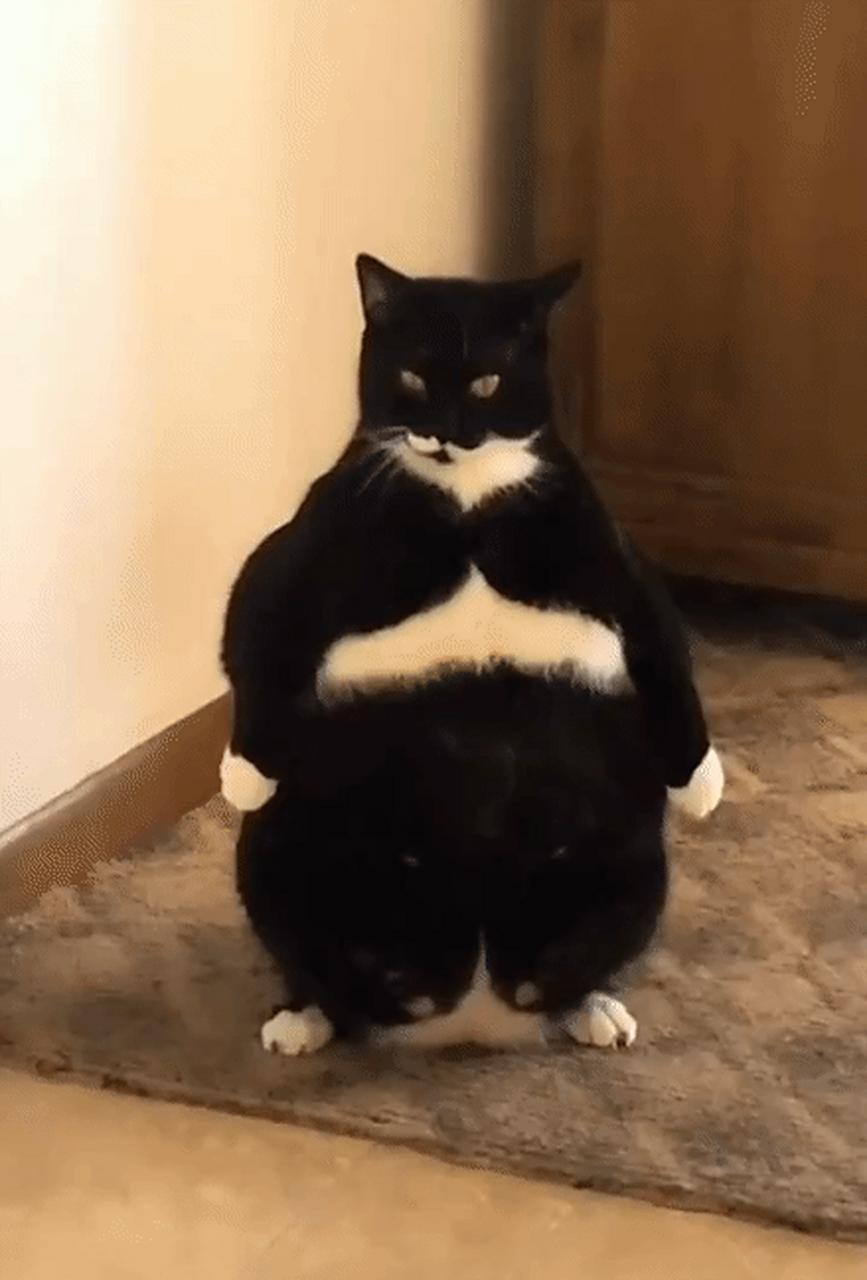 猫主子这是在展示行为艺术#搞笑# #搞笑萌宠