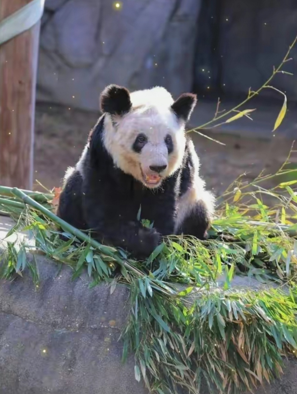 记住它的名字:李大丫[欧耶]#大熊猫丫丫