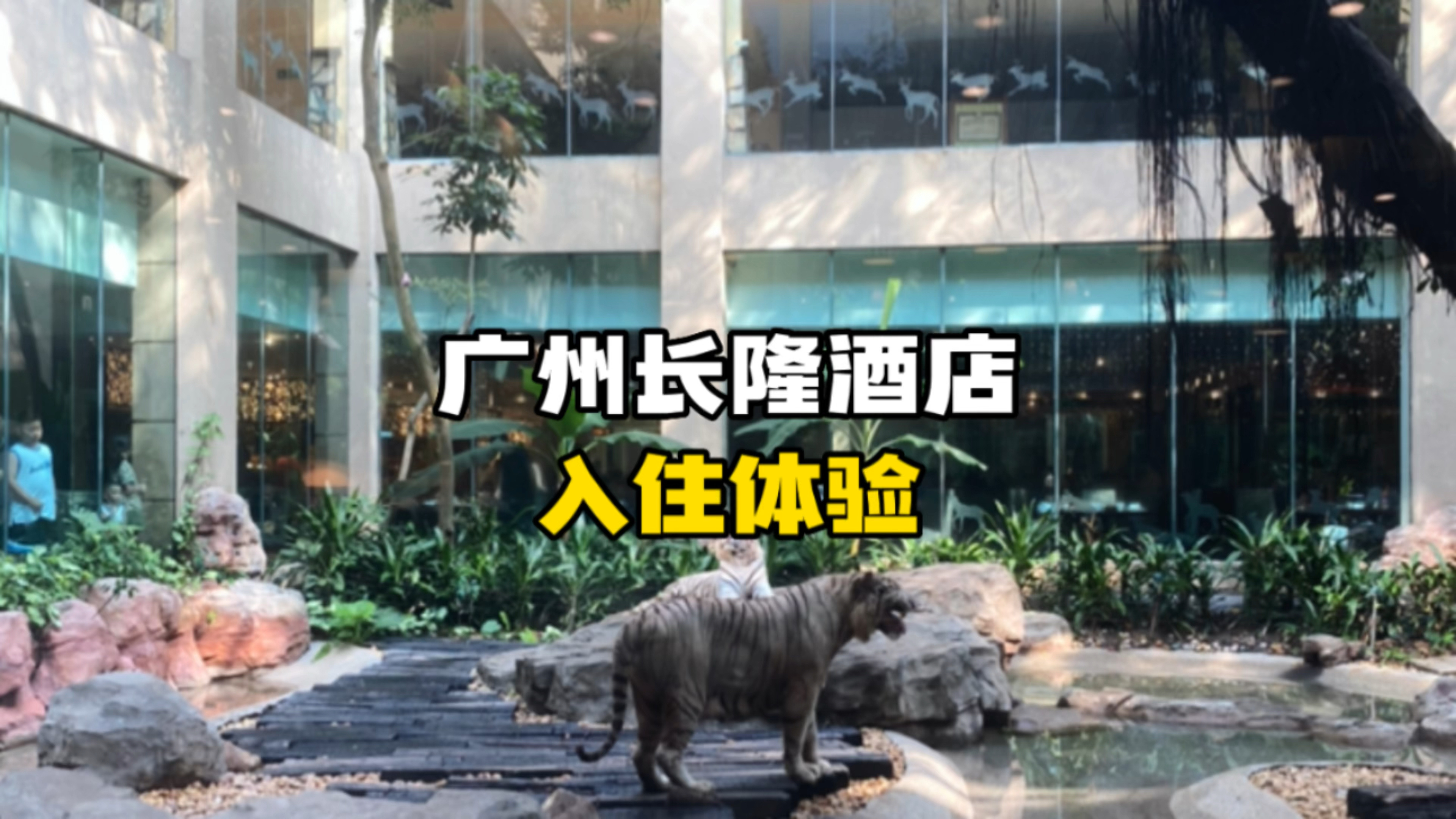 酒店大堂看老虎，与白虎共食？广州长隆酒店入住体验分享！
