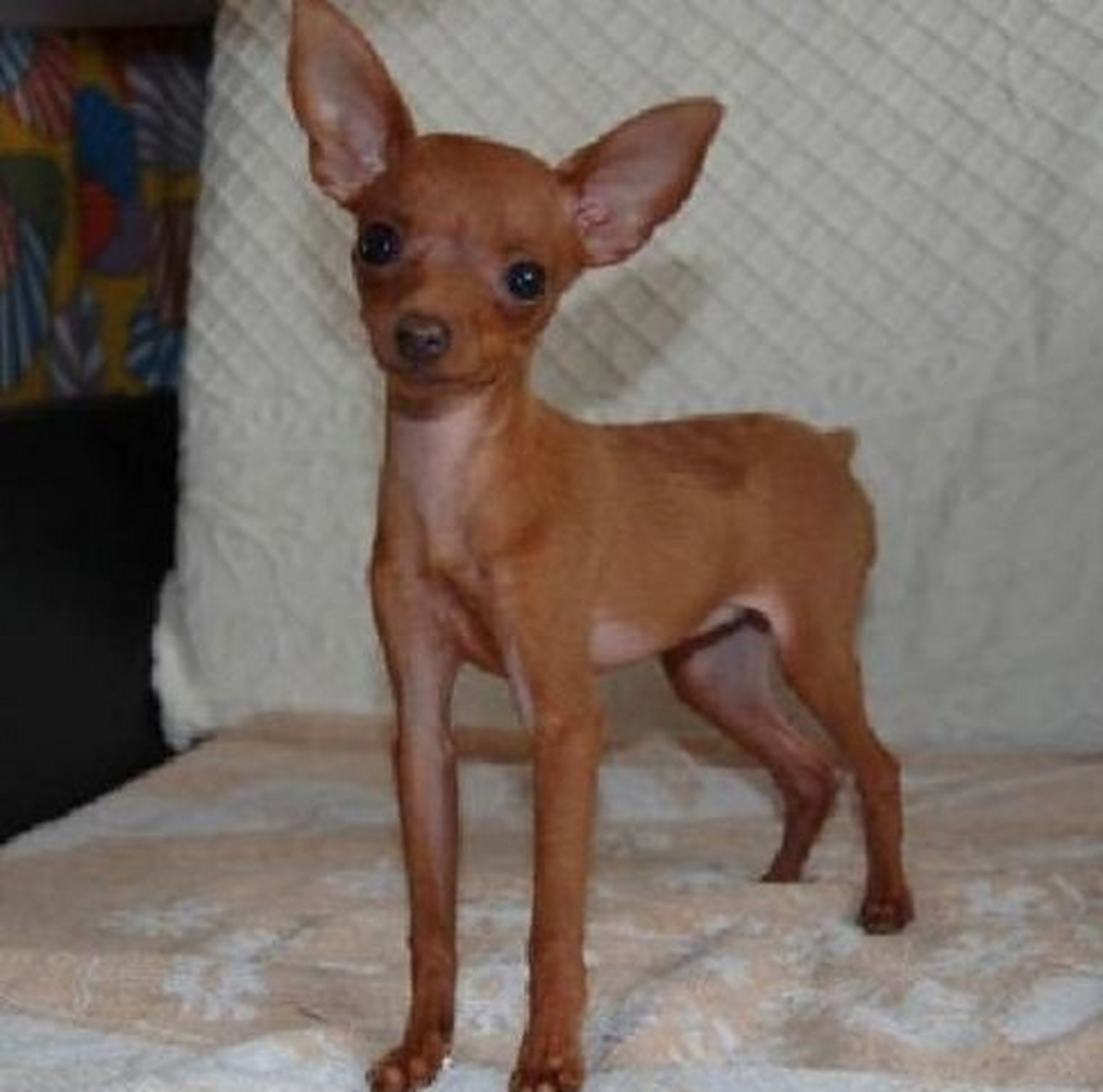 小鹿犬,和吉娃娃有点相似